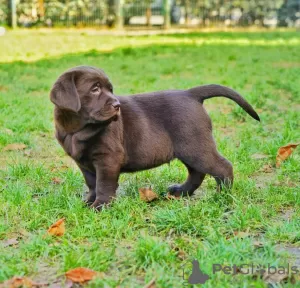 Zdjęcie №4. Sprzedam labrador retriever w Warszawa. prywatne ogłoszenie - cena - 3348zł