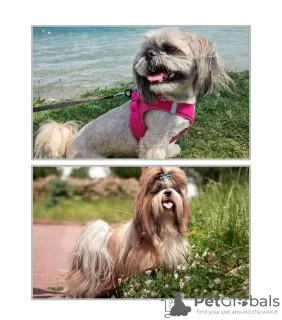 Dodatkowe zdjęcia: Niesamowicie piękne szczenięta Shih Tzu