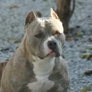 Zdjęcie №2 do zapowiedźy № 44283 na sprzedaż  american bully - wkupić się Federacja Rosyjska od żłobka, hodowca