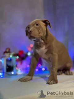 Dodatkowe zdjęcia: American Bully szczeniak