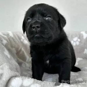 Zdjęcie №1. labrador retriever - na sprzedaż w Люксембург | negocjowane | Zapowiedź №96435