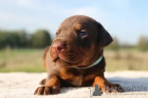 Dodatkowe zdjęcia: Szczenięta Doberman ZKwP/FCI - wyjątkowe skojarzenie