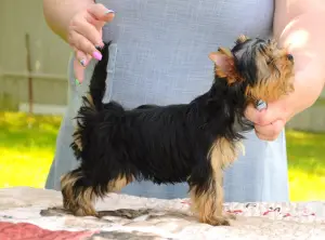 Zdjęcie №3. Chłopcy Yorkshire terrier na sprzedaż!. Federacja Rosyjska