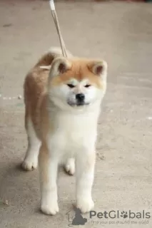 Dodatkowe zdjęcia: Akita Inu