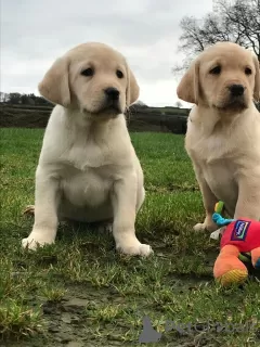 Zdjęcie №1. labrador retriever - na sprzedaż w Zwickau | 2135zł | Zapowiedź №99496