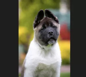 Zdjęcie №3. Elegancki mężczyzna AMERICAN AKITA. Ukraina