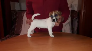 Dodatkowe zdjęcia: Szczenięta Jack Russell Terrier