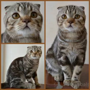 Zdjęcie №1. scottish fold - na sprzedaż w Москва | 1682zł | Zapowiedź № 25258