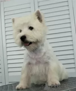 Dodatkowe zdjęcia: Szczeniak West Highland White Terrier od Championa Międzynarodowego