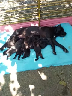 Dodatkowe zdjęcia: Szczenięta Cane Corso