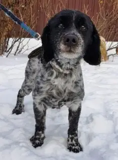 Zdjęcie №3. Dam rosyjskiemu spanielowi Charliemu dobre ręce. Federacja Rosyjska