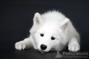 Zdjęcie №3. Szczenię rasy Samoyed z kijowskiej hodowli.. Ukraina