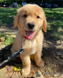 Zdjęcie №1. golden retriever - na sprzedaż w Nordhorn | 1674zł | Zapowiedź №99394