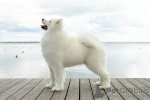 Dodatkowe zdjęcia: Szczeniaki Samoyed