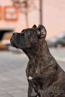 Zdjęcie №3. szczenięta cane corso. Federacja Rosyjska