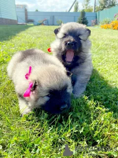 Dodatkowe zdjęcia: Szczenięta Keeshond (szpic wilczy)