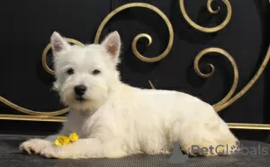 Zdjęcie №2 do zapowiedźy № 51362 na sprzedaż  west highland white terrier - wkupić się Federacja Rosyjska prywatne ogłoszenie, od żłobka, hodowca