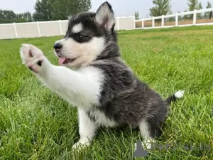 Zdjęcie №1. alaskan klee kai, alaskan malamute - na sprzedaż w Афины | 1674zł | Zapowiedź №44912