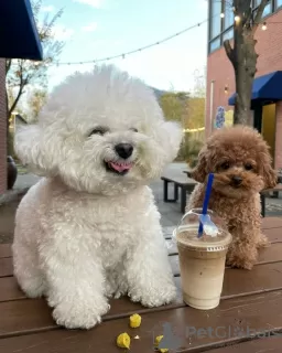 Zdjęcie №3. Adorable poodle. Portugalia