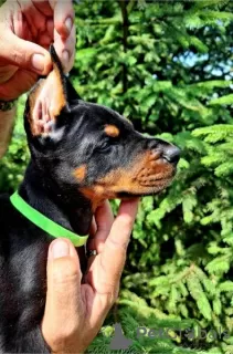 Dodatkowe zdjęcia: Doberman szczenięta