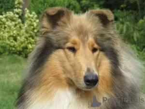 Dodatkowe zdjęcia: Szczeniaki Rough Collie