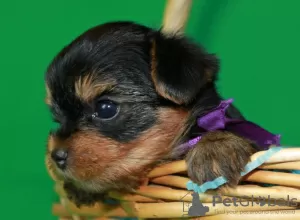 Zdjęcie №2 do zapowiedźy № 26213 na sprzedaż  yorkshire terrier - wkupić się Federacja Rosyjska 