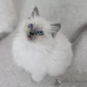 Dodatkowe zdjęcia: Kittens Ragdoll