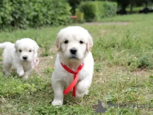 Dodatkowe zdjęcia: szczenięta golden retrievera