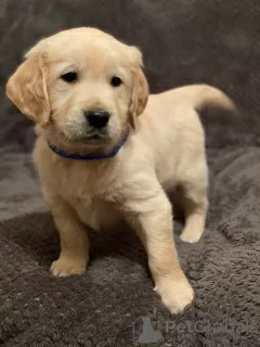 Zdjęcie №3. Szczenięta Golden Retriever. Irlandia