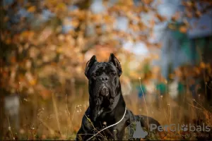 Zdjęcie №2 do zapowiedźy № 8998 na sprzedaż  cane corso - wkupić się Federacja Rosyjska hodowca