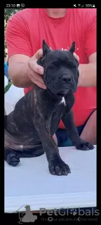 Dodatkowe zdjęcia: Cane Corso szczenięta na sprzedaż