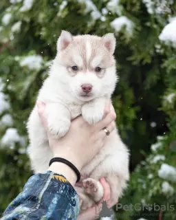 Zdjęcie №2 do zapowiedźy № 31091 na sprzedaż  husky syberyjski - wkupić się Ukraina od żłobka, hodowca