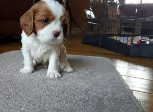 Zdjęcie №3. Szczenięta Cavalier King Charles.. USA