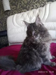 Zdjęcie №3. Sprzedaż kociaka rasy Maine Coon. Ukraina