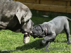 Zdjęcie №2 do zapowiedźy № 126584 na sprzedaż  cane corso - wkupić się Niemcy prywatne ogłoszenie