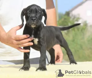 Dodatkowe zdjęcia: Cane Corso szczenięta na sprzedaż