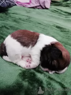 Dodatkowe zdjęcia: Rasowe szczenięta Shih Tzu.