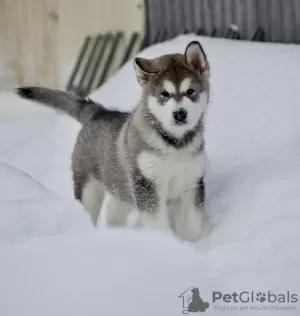 Zdjęcie №1. alaskan malamute - na sprzedaż w Димитровград | negocjowane | Zapowiedź №88248