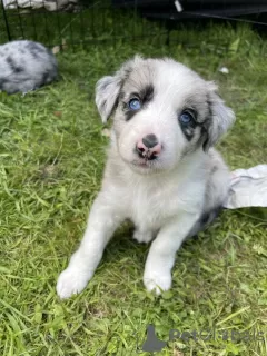 Zdjęcie №1. border collie - na sprzedaż w Destin | 792zł | Zapowiedź №64141