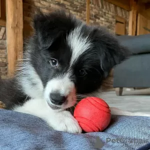 Zdjęcie №1. border collie - na sprzedaż w Роттердам | negocjowane | Zapowiedź №53644