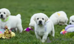 Zdjęcie №1. labrador retriever - na sprzedaż w Warszawa | 3348zł | Zapowiedź №63314