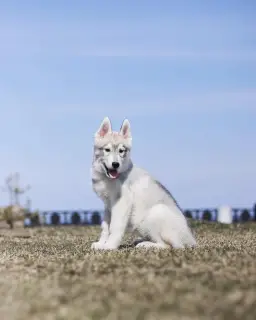 Zdjęcie №3. Szczenięta czystej krwi Siberian Husky. Federacja Rosyjska