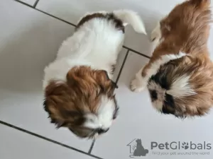 Zdjęcie №1. shih tzu - na sprzedaż w Degerdal | 1339zł | Zapowiedź №123491