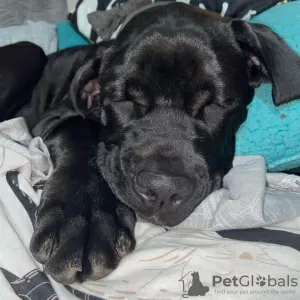 Zdjęcie №2 do zapowiedźy № 78807 na sprzedaż  cane corso - wkupić się Węgry prywatne ogłoszenie