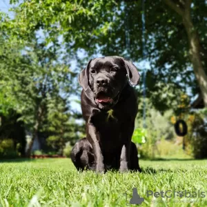 Zdjęcie №3. Cane corso italiano - zapowiedź miotu. Polska