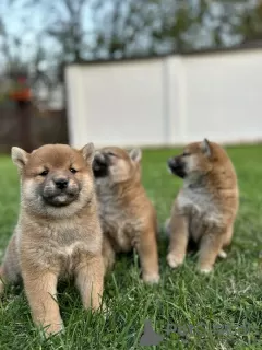 Zdjęcie №4. Sprzedam shiba w Jakovo. hodowca - cena - 2930zł