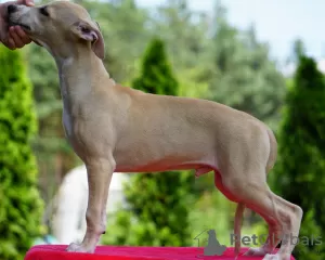 Zdjęcie №3. Whippet. Polska