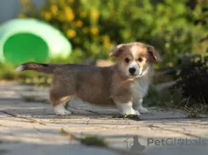 Zdjęcie №2 do zapowiedźy № 11543 na sprzedaż  welsh corgi - wkupić się Federacja Rosyjska hodowca