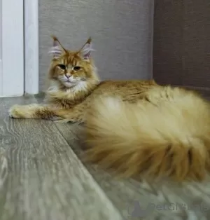 Dodatkowe zdjęcia: Kocięta Maine Coon