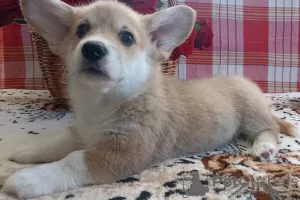 Zdjęcie №3. Welsh corgi szczenięta. Białoruś